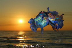 Time for love
(Mandarin fish mate every day at sunset) by Michal Štros 